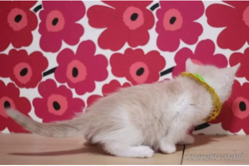 成約済の東京都のマンチカン-100753の2枚目